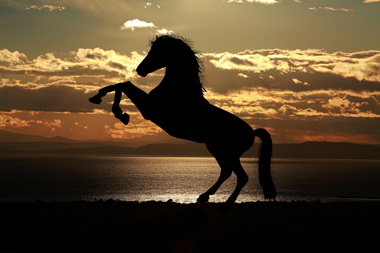 horse, sunset, silhouette-1804425.jpg