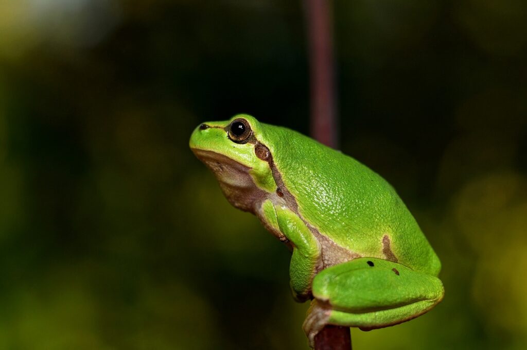 mediterranean tree frog, green frog, frog-796466.jpg