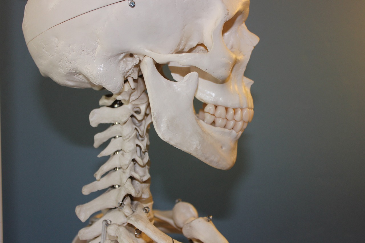 skull, vertebrae, anatomy-778075.jpg