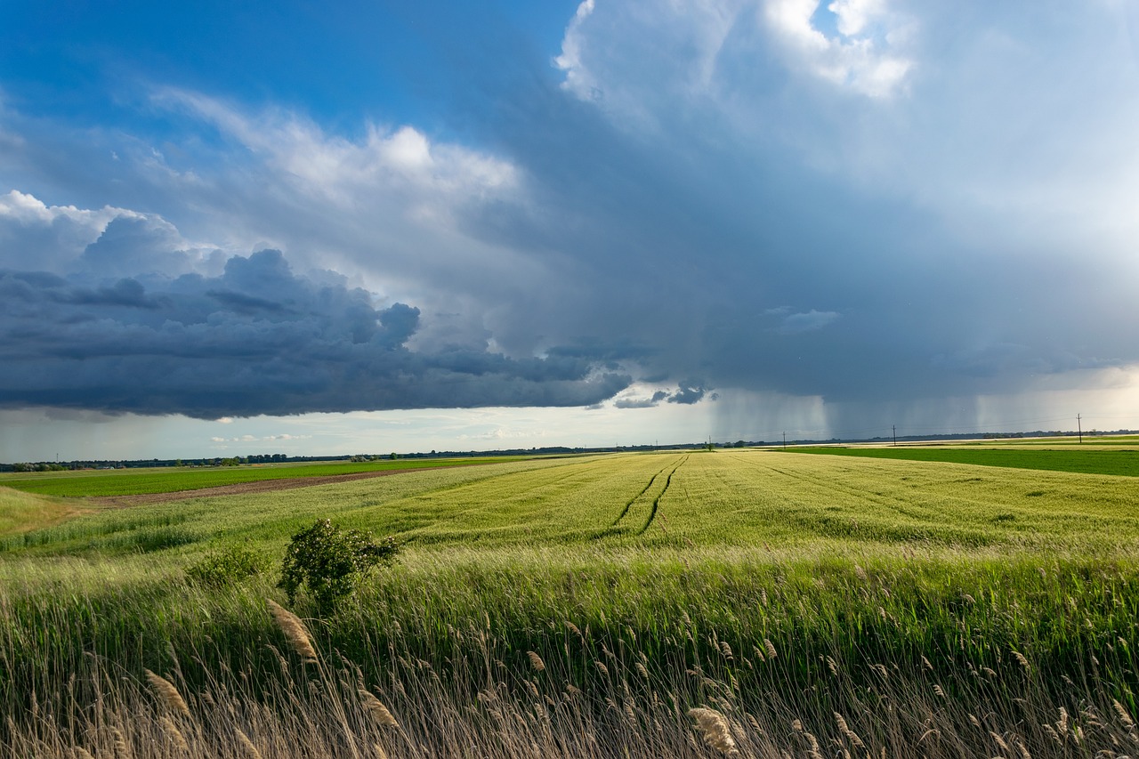 storm, wheat field, clouds-5220380.jpg