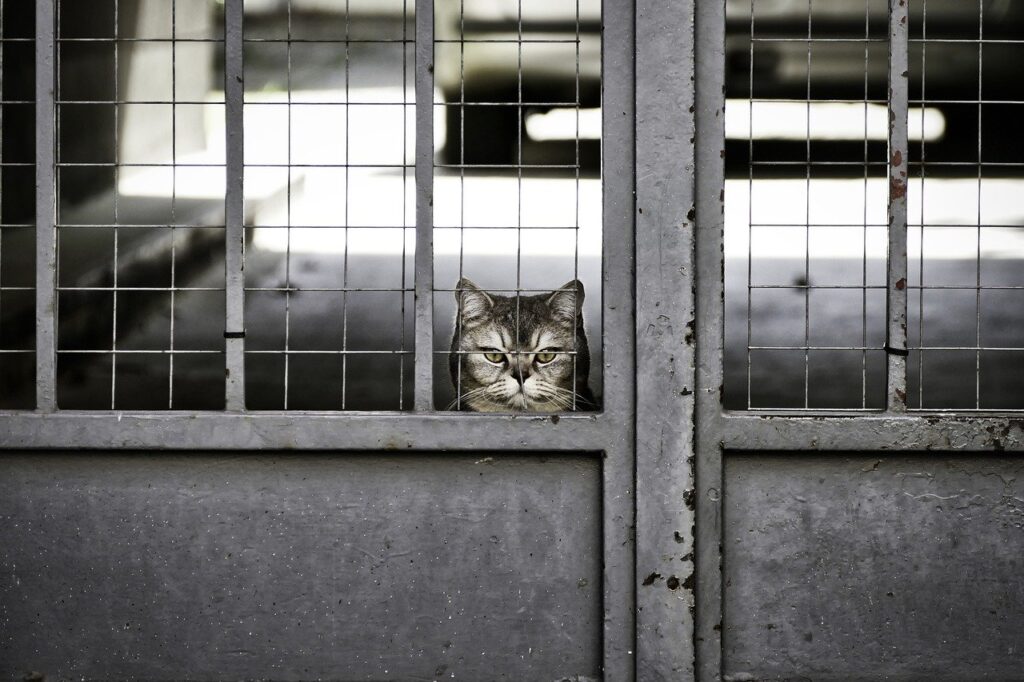 cat, garfield, portrait-7540607.jpg