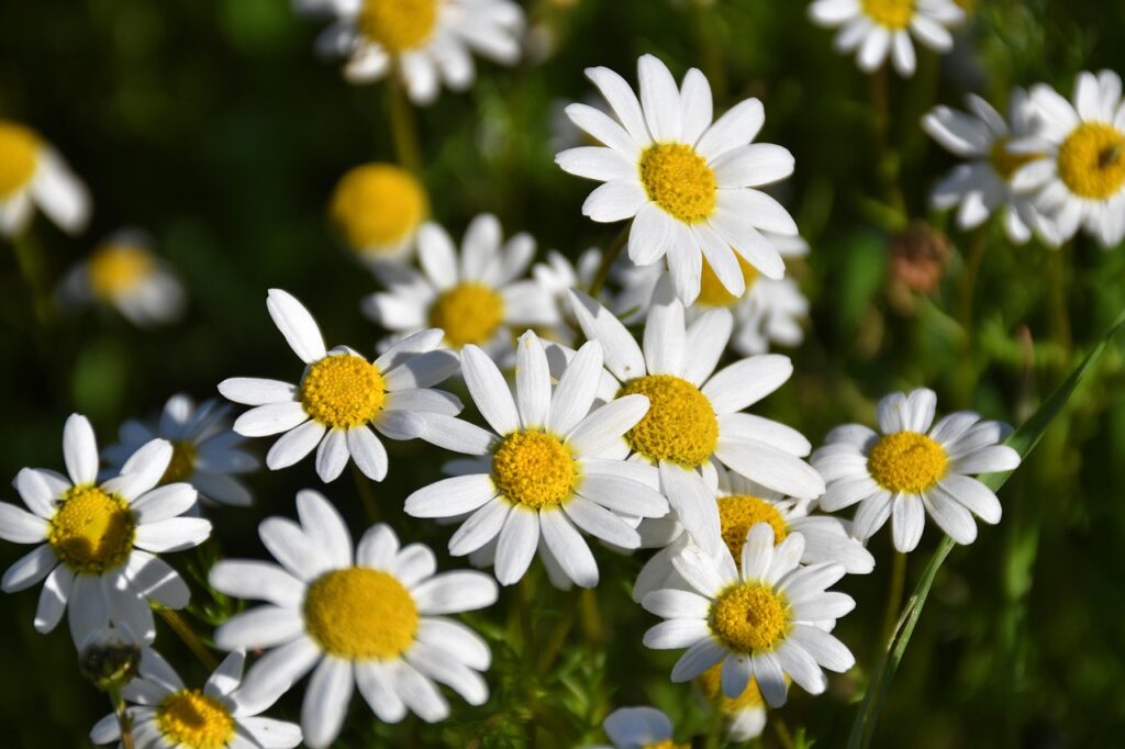 margaritas, flower background, flower wallpaper, flower, plant, petals, bloom, beautiful flowers, blossom, nature-9223058.jpg