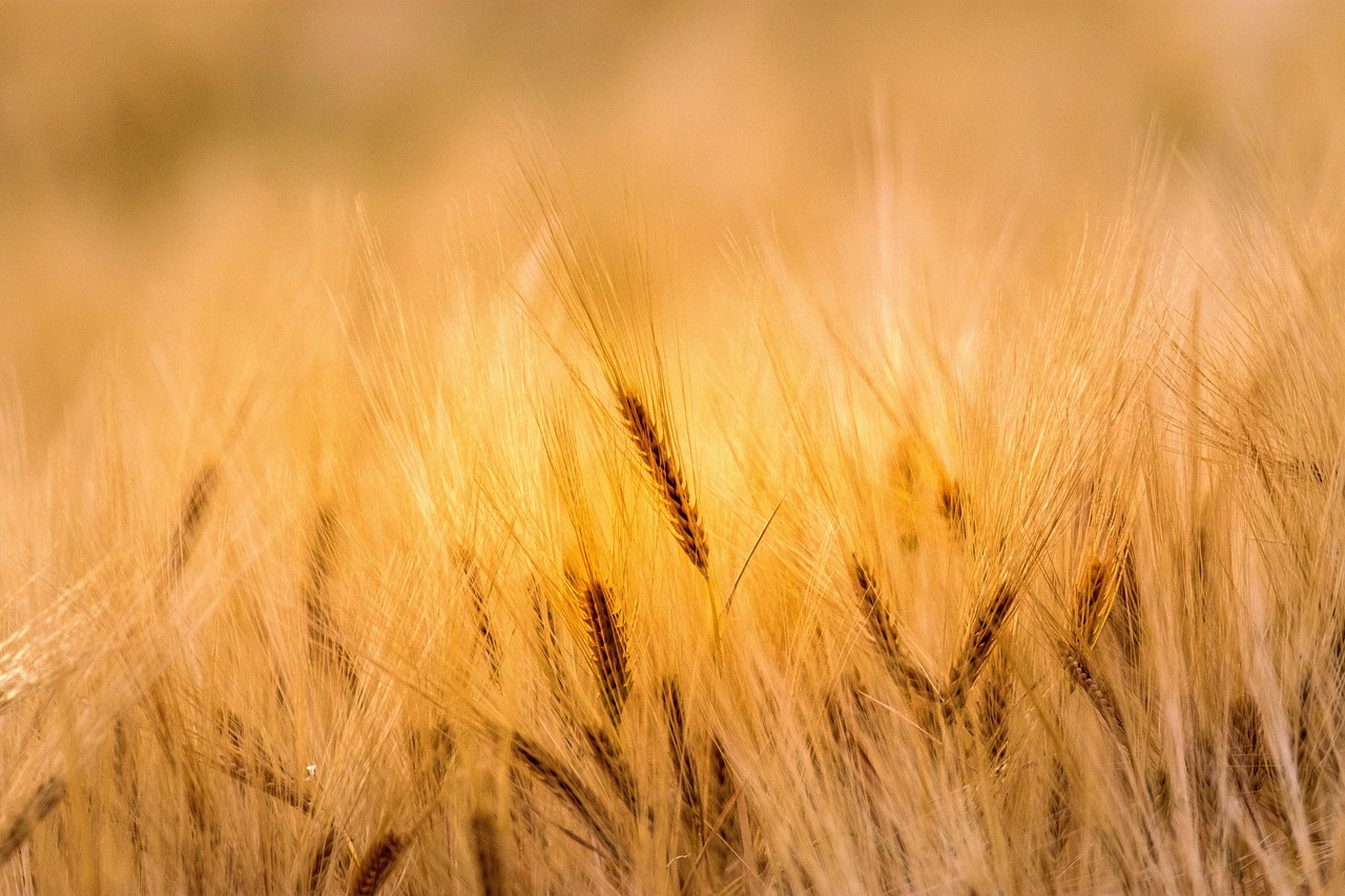 wheat, field, agriculture, farm, nature, farming, landscape, rural, countryside, summer, wheat, wheat, wheat, wheat, wheat-6329586.jpg